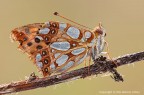 Issoria lathonia Issoria lathonia