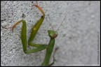 Canon EOS 40D e Tamron 90 Macro
altri scatti: http://capturethetime.blogspot.com/2010/11/praying-mantis.html
