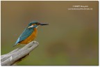 Martin pescatore (Alcedo atthis)