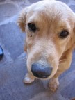 NocciolaDog NocciolaDog