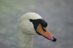 Cigno dopo la doccia Cigno dopo la doccia