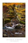 Japanese Autumn Japanese Autumn