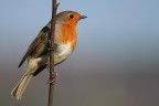 IL RITORNO DEL ROSSO....... IL RITORNO DEL ROSSO.......