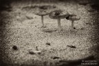 Funghi in Spiaggia - Strano ma Vero