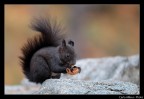 Spuntino Spuntino