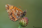 Boloria Boloria