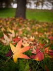 not hdr autumn not hdr autumn