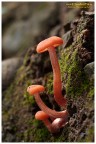 Laccaria Laccaria