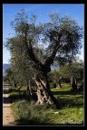 Ulivo Ulivo