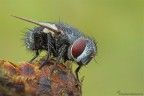 La mosca La mosca