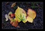 Scorci d'autunno. Scorci d'autunno.