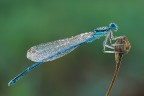 Platycnemis pennipes (maschio) Platycnemis pennipes (maschio)