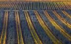 geometrie in vigna geometrie in vigna
