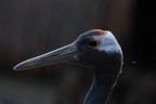 Grus japonica Grus japonica