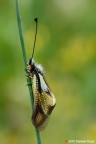 Libelloides coccajus Libelloides coccajus