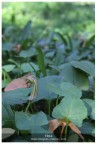 Flora Flora