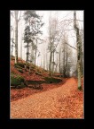 Una strada nel bosco Una strada nel bosco