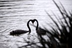 ... (l'amore dei cigni) ... (l'amore dei cigni)