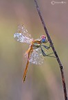 Sympetrum Sympetrum