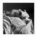 Drappeggio con modello