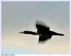 cormorano cormorano