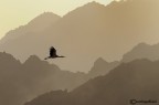 Cicogna in mezzo ai monti del Sinai Cicogna in mezzo ai monti del Sinai
