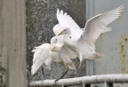 aironi guardabuoi aironi guardabuoi