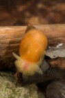 Radix peregra Radix peregra
