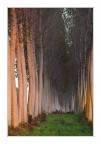Tra due file di alberi Tra due file di alberi