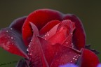 Semplicemente una rosa Semplicemente una rosa