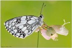 Melanargia al primo sole