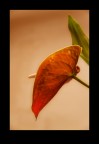 Anthurium Anthurium