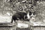 gatto spocchioso gatto spocchioso