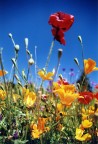 i colori dei fiori! i colori dei fiori!