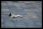 Prime prove di panning su un piccolo cane scatenato in una piazza di Praga. Ho provato anche ad abbassare di pi� i tempi, ma nn riuscivo ad ottenere alcuna parte non mossa.
F/5.6 - 1.125 - iso 200 - 105mm
Commenti e critiche sempre ben accetti