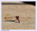 libellula pronta al volo libellula pronta al volo