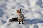nella neve nella neve