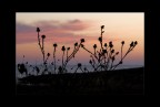 evening colors... evening colors...
