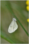 Leptidea appesa ad un filo d'erba Leptidea appesa ad un filo d'erba