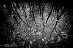 autumn autumn