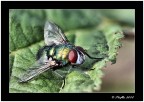 Mosca Mosca
