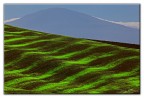 verdi onde verdi onde