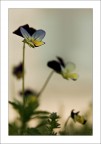 Viole Viole