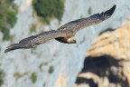 GRIFONE IN VERDON...... GRIFONE IN VERDON......