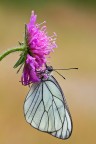 Aporia Aporia