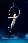 acrobata acrobata