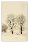due alberi due alberi
