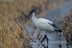 Ibis Ibis