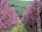 E' primavera E' primavera