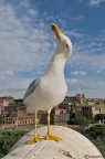 Gabbiano grandangolare a Roma Gabbiano grandangolare a Roma